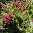 Common Winterberry (Ilex verticillata)
